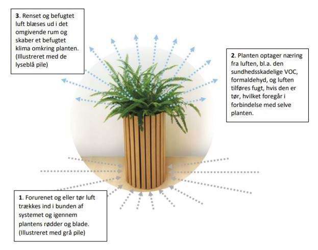 ariplant, plante, krukke, tekstbobler